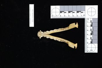 Media type: image;   Mammalogy BANGS-3793 Description: Image of skeleton specimen - dorsal view. dorsal view of mandible.;